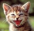 MIAOU!!!!!!!!!!!!!!!!!!!!!!!!!!!!!!!!!!!!!!!